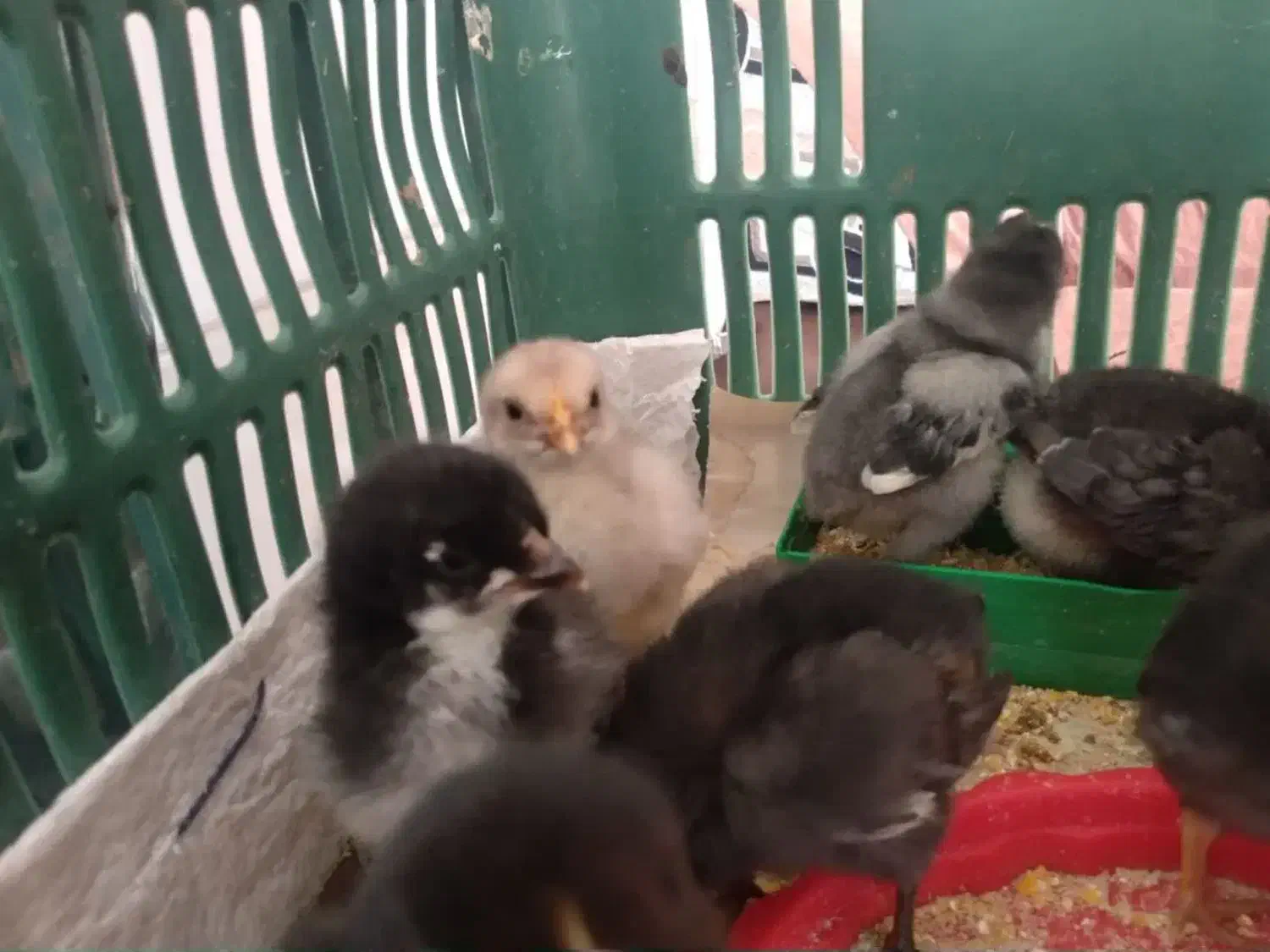 جوجه محلی|حیوانات مزرعه|فسا, |دیوار