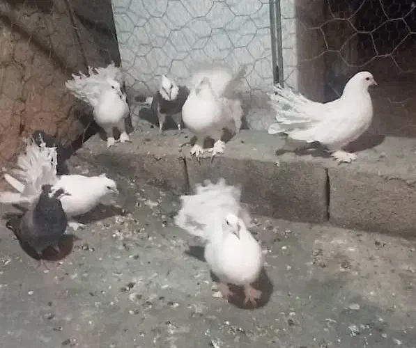 کفتر دم چتری|پرنده|کرمان, |دیوار