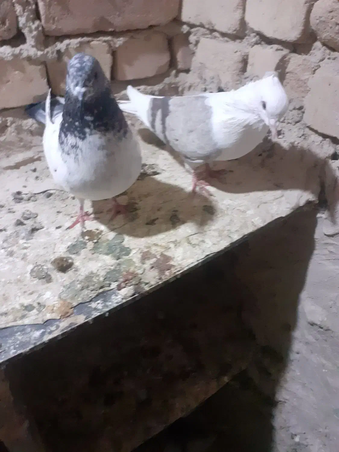 کبوتربی کاکول ماده با کاغذی ماده|پرنده|بیرانوند, |دیوار