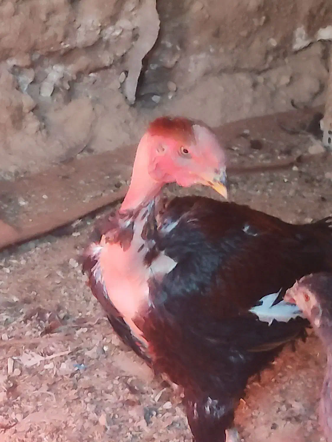 خروس لاری کمیاب نژاد ماداگاسکار|حیوانات مزرعه|تهران, ایرانشهر|دیوار