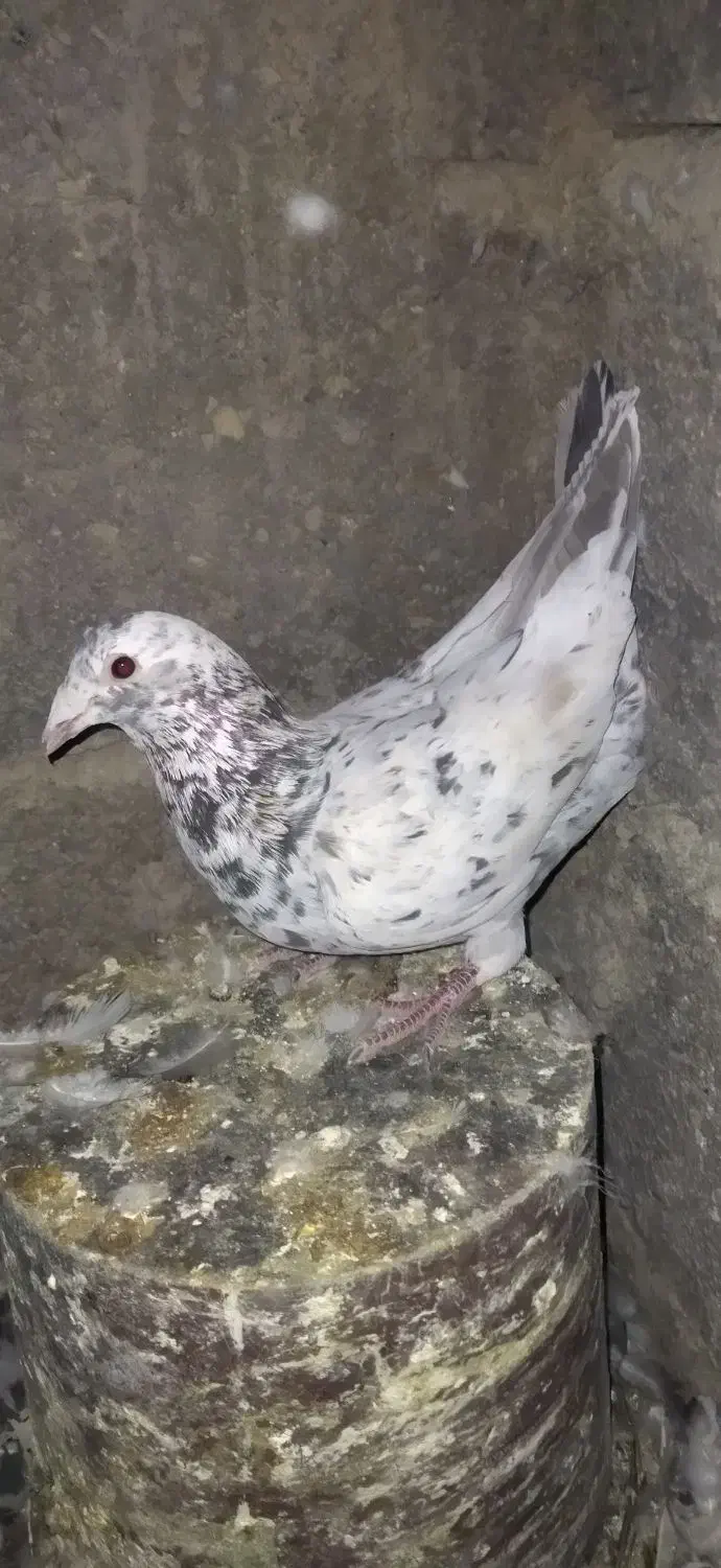 کبوتر جوجه قهوه ای پلاکی ذات سرور|پرنده|شیراز, شهرک جماران|دیوار
