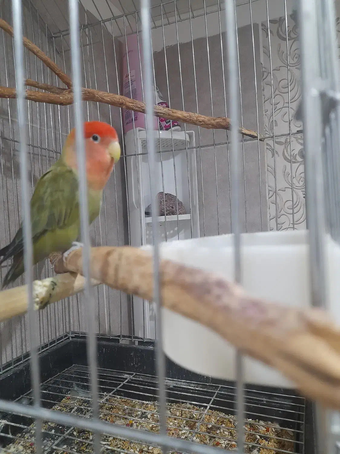 طوطی برزیلی / مرغ عشق|پرنده|شاهرود, |دیوار