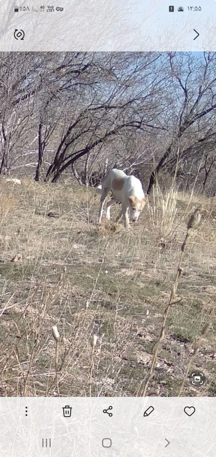 سگ گمشده|حیوانات|نوبران, |دیوار