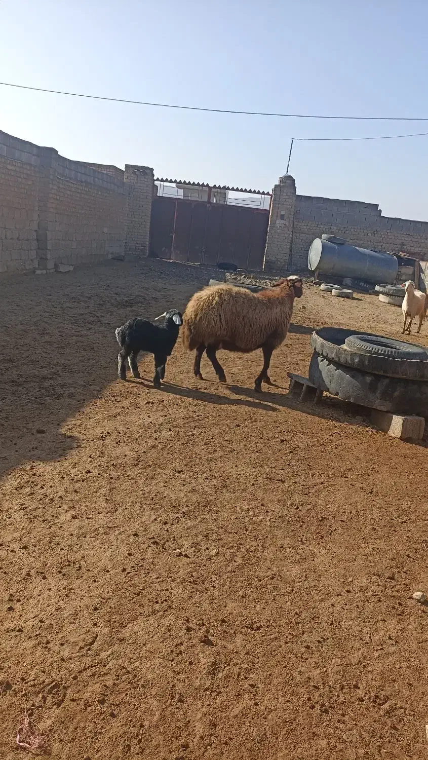 یع میش جوان|حیوانات مزرعه|شیروان (خراسان), |دیوار