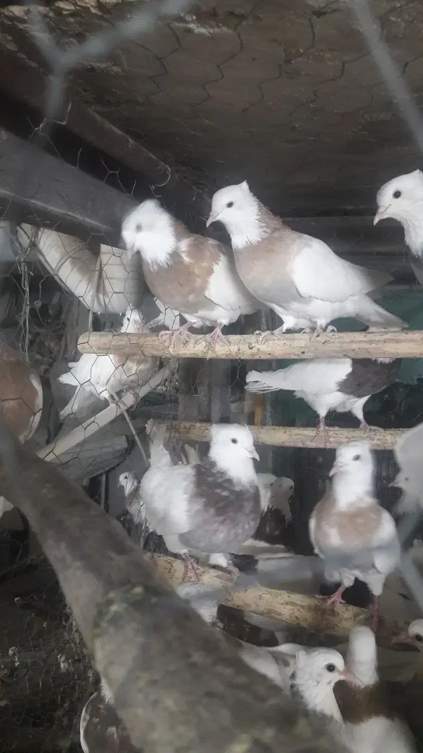 کبوتر طوقی|پرنده|کرمانشاه, |دیوار