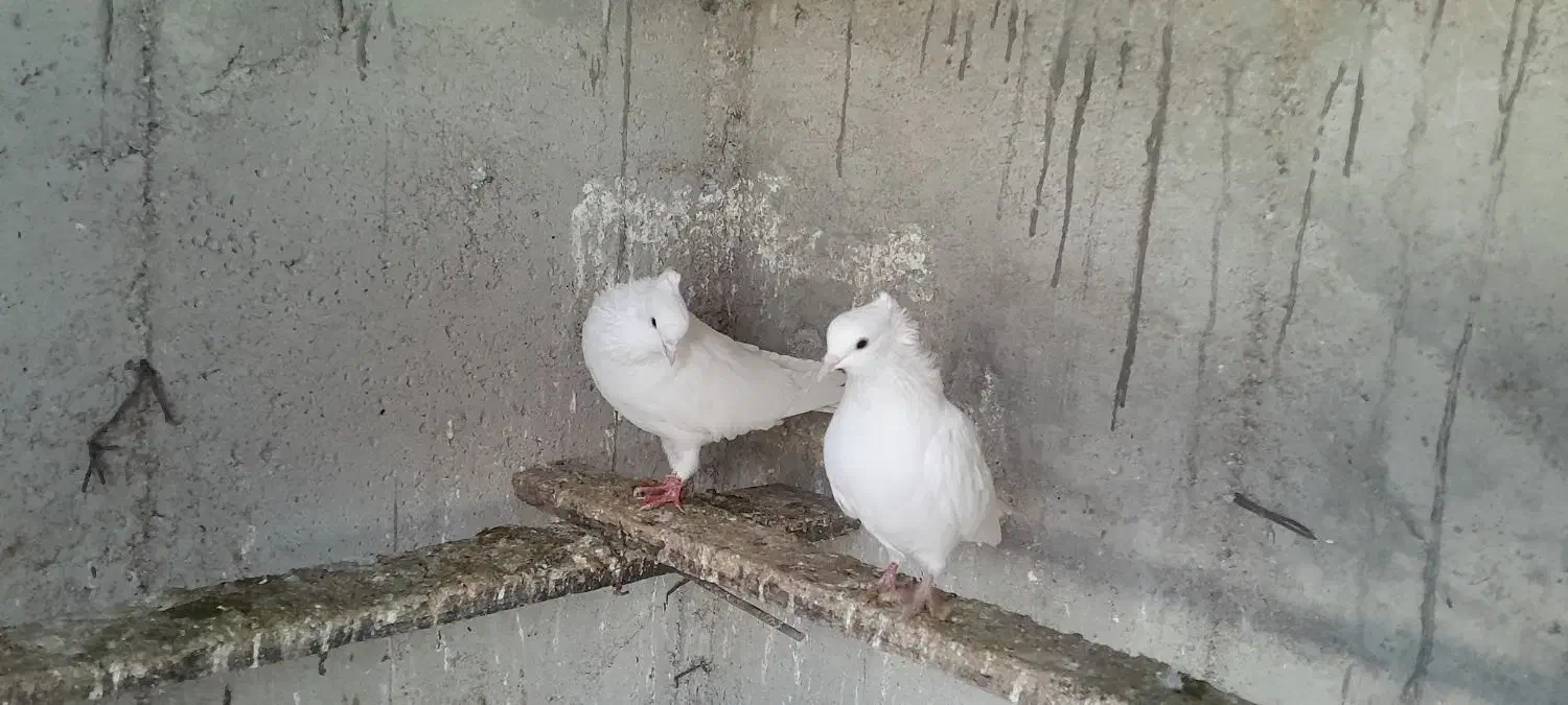 کبوترپرشی|پرنده|گمیشان, |دیوار