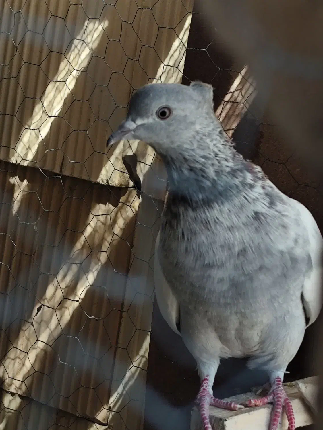 سینه کله بزک سینه سفید پاکستانی|پرنده|شیراز, کوشک میدان|دیوار