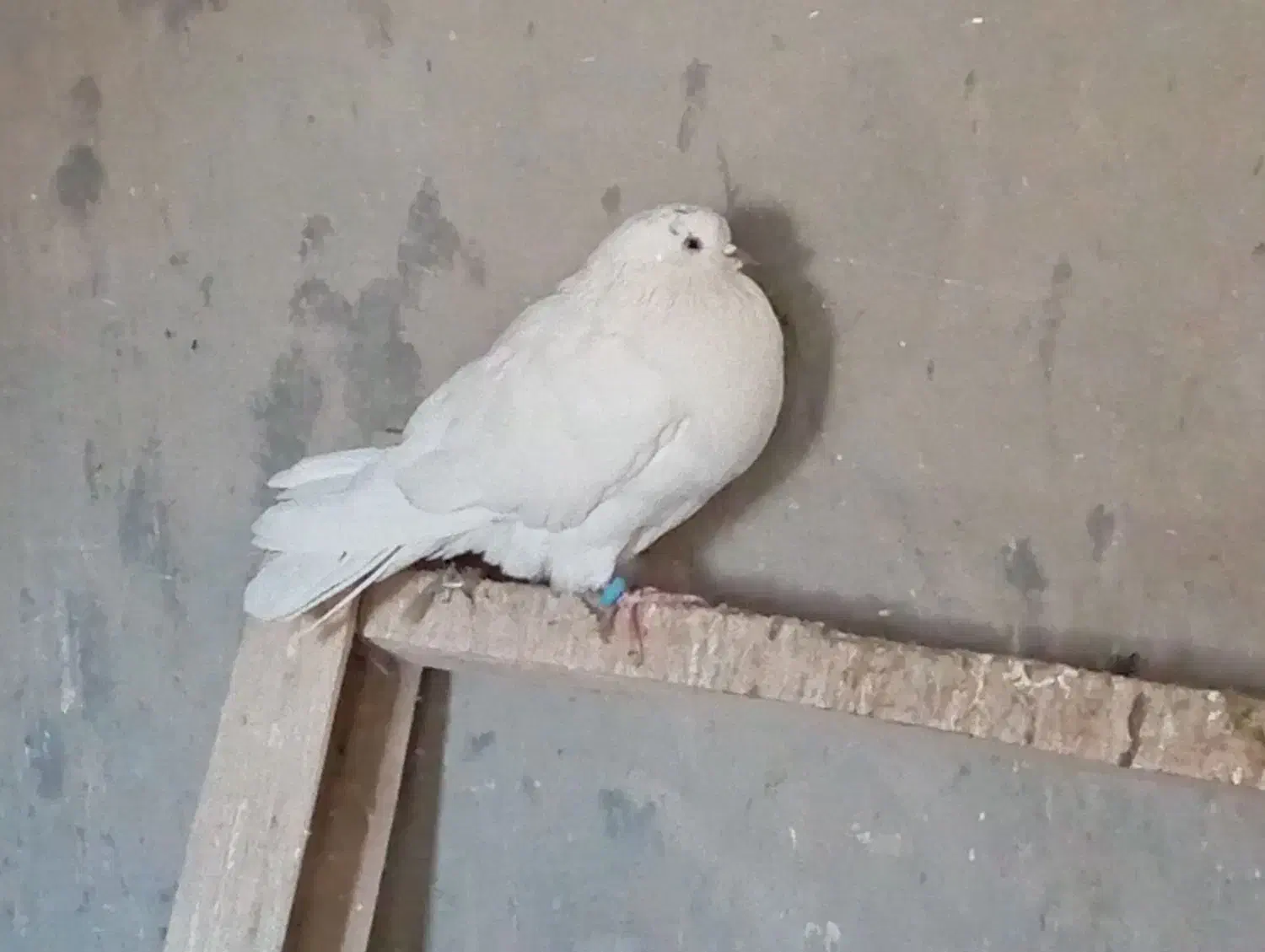 کبوتر|پرنده|بابا حیدر, |دیوار