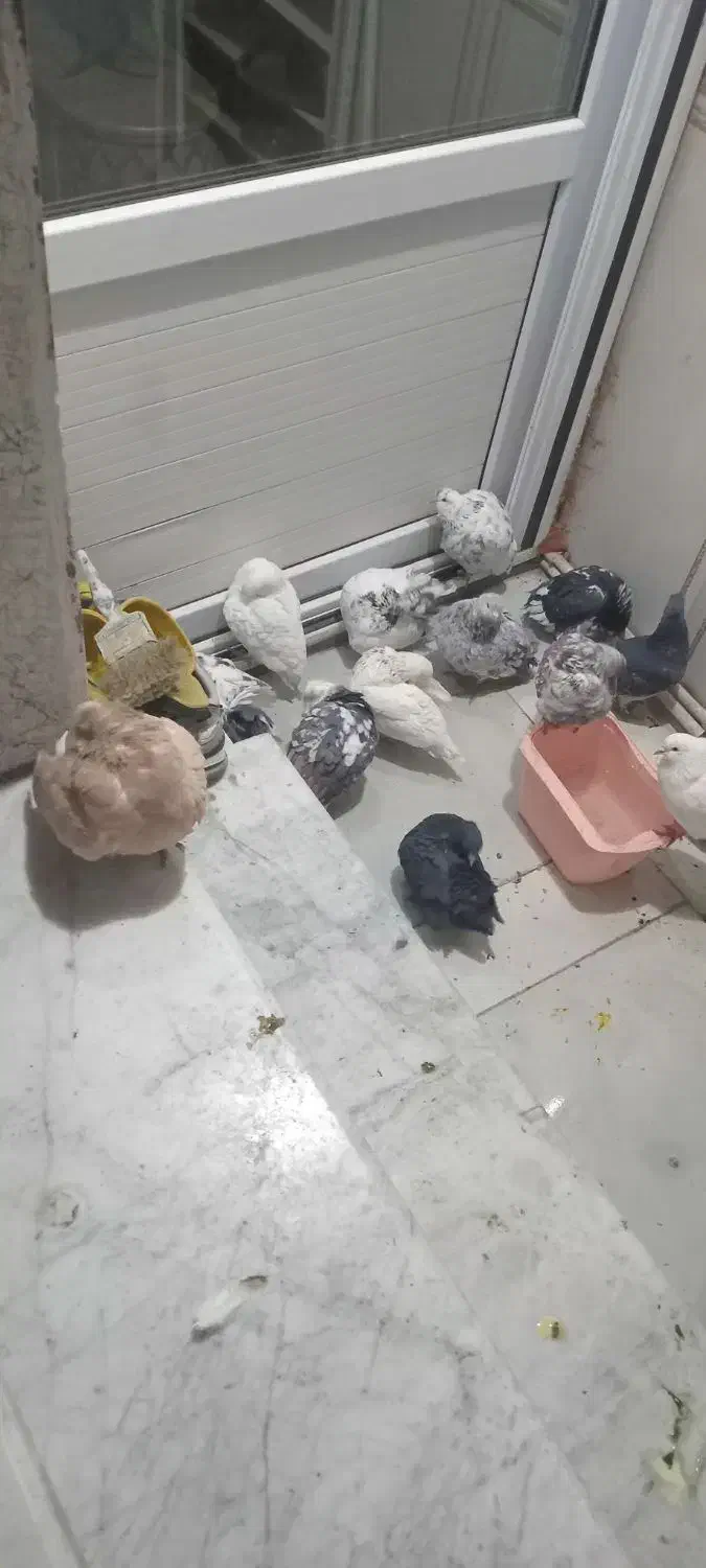 کبوتر پرشی خوب|پرنده|جوادآباد, |دیوار