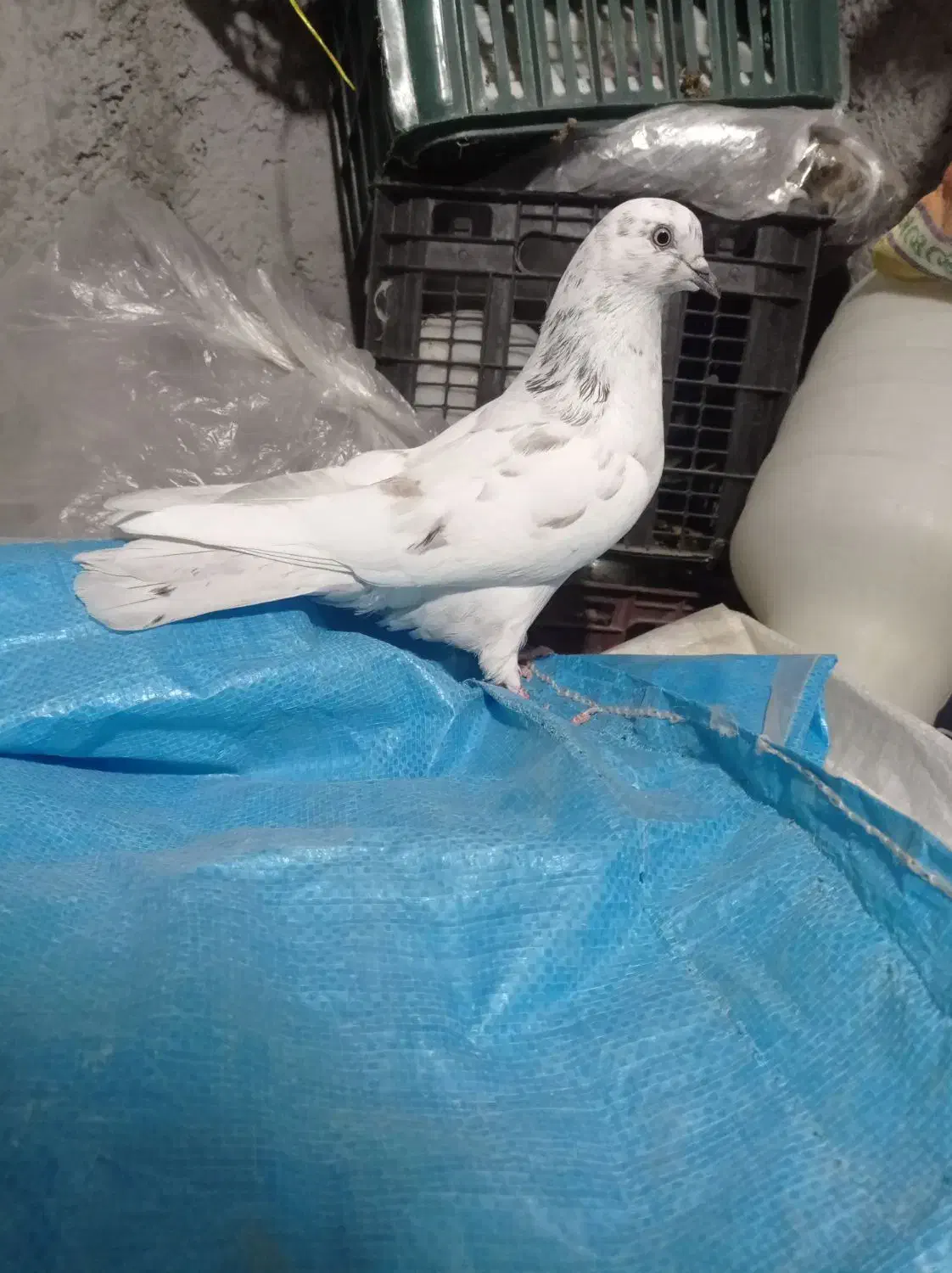 کبوتر پرشی|پرنده|مشگین شهر, |دیوار