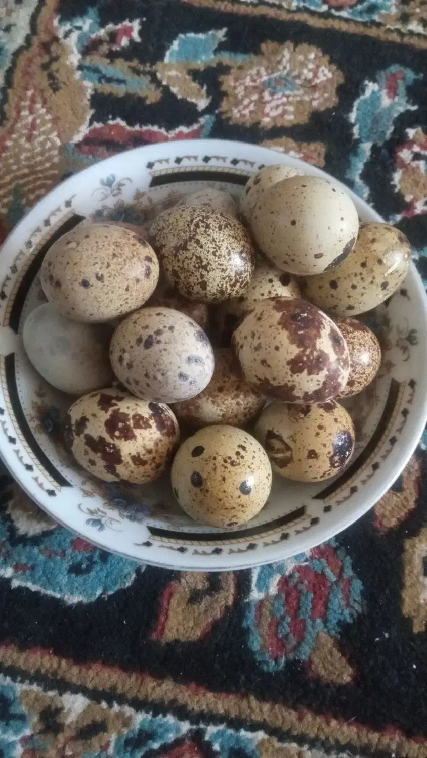 بلدرچین به شرط تخم گذاری|حیوانات مزرعه|یاسوج, |دیوار