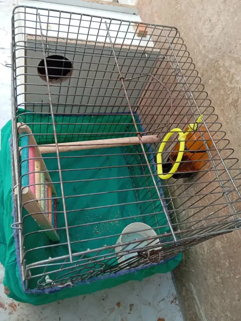 قفس پرنده|لوازم جانبی حیوانات|بندر ماهشهر, |دیوار