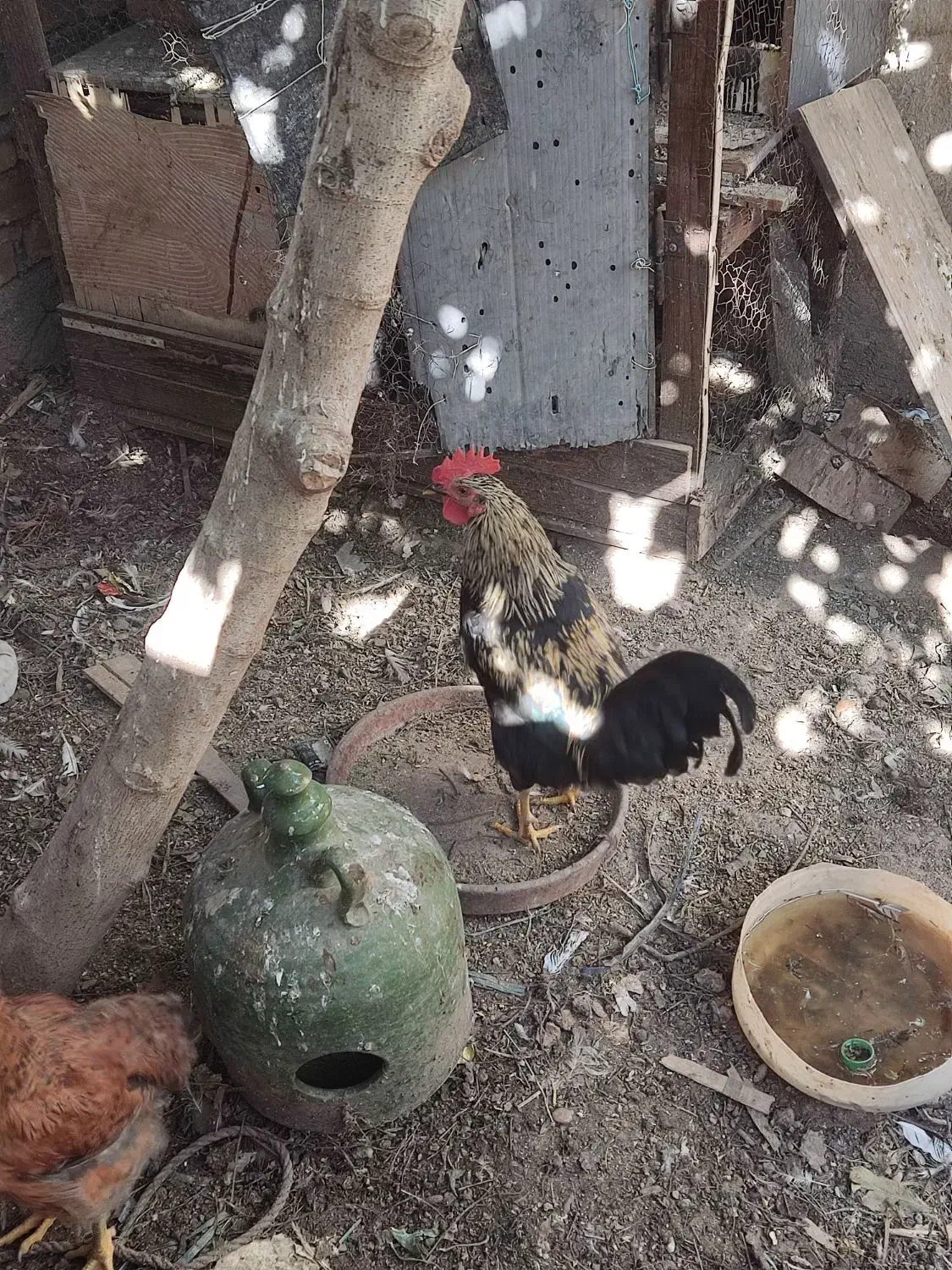 مرغ حرس با قیمت مناسب|حیوانات مزرعه|قم, قم نو|دیوار