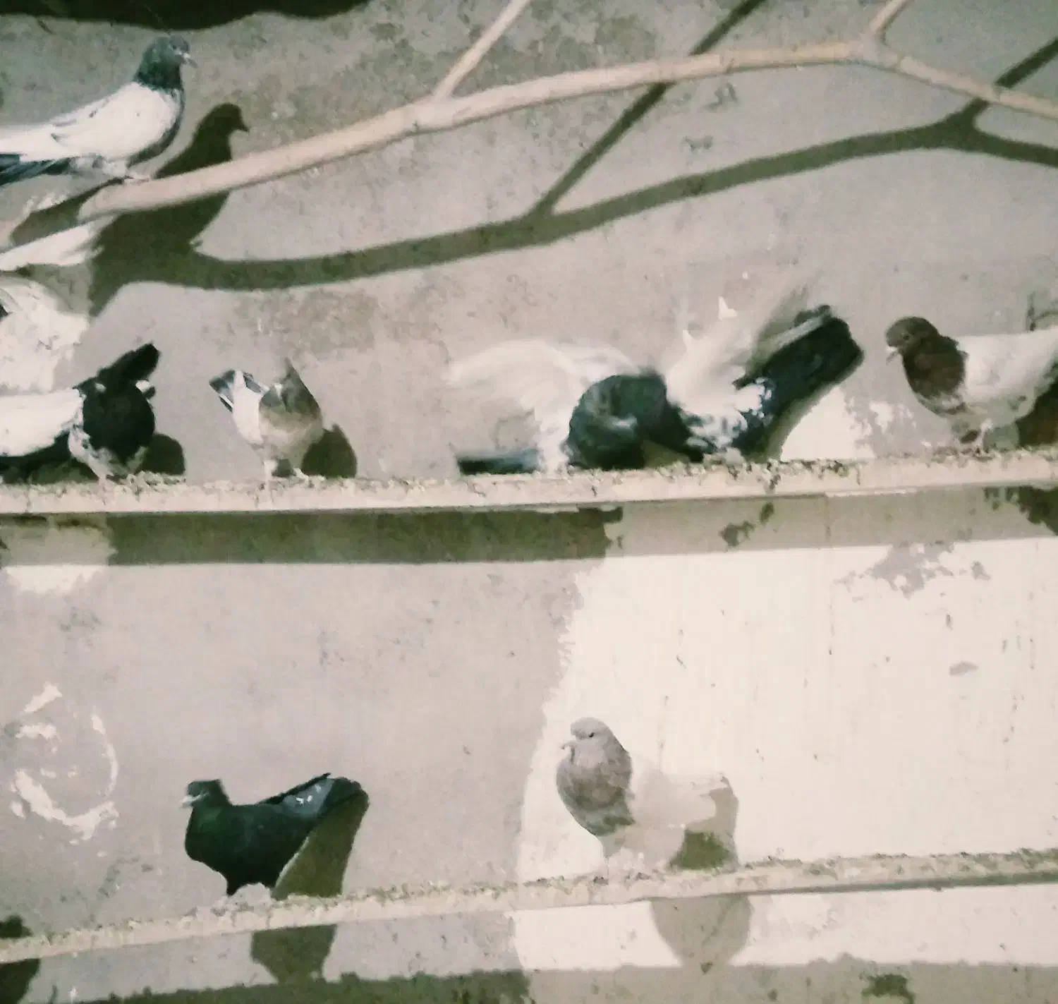 کبوترملقی|پرنده|زرند, |دیوار