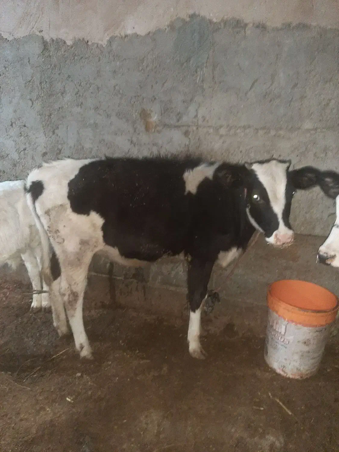 دو راس گوساله ماده|حیوانات مزرعه|بروجرد, |دیوار