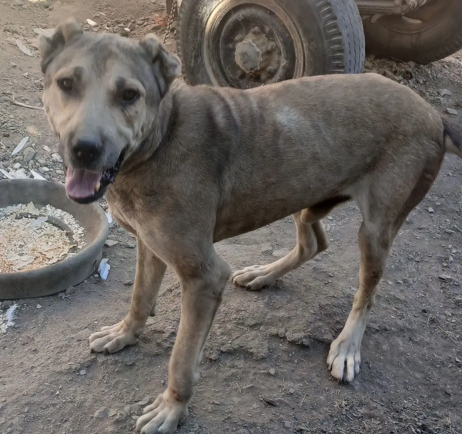 سگ سرابی|سگ|صالح آباد, |دیوار