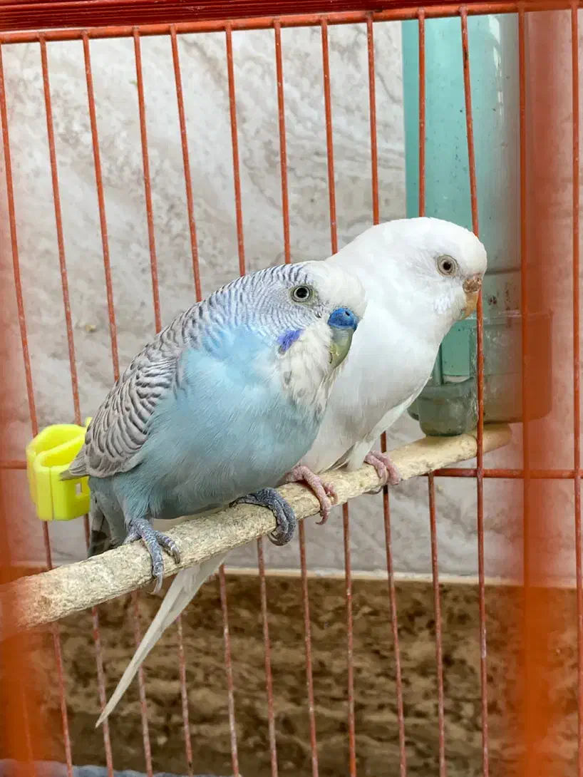 مرغ عشق|پرنده|بهبهان, |دیوار