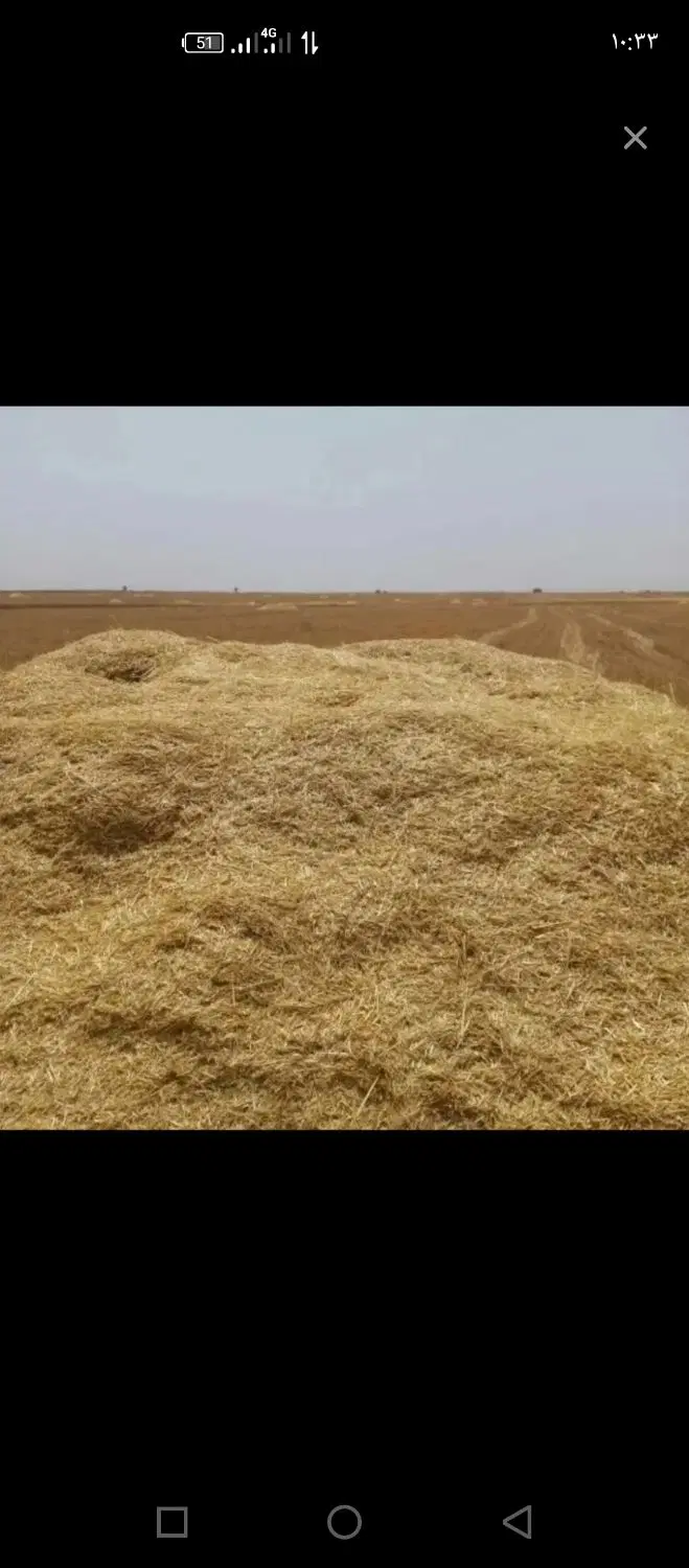 کاه جو|لوازم جانبی حیوانات|جوانرود, |دیوار