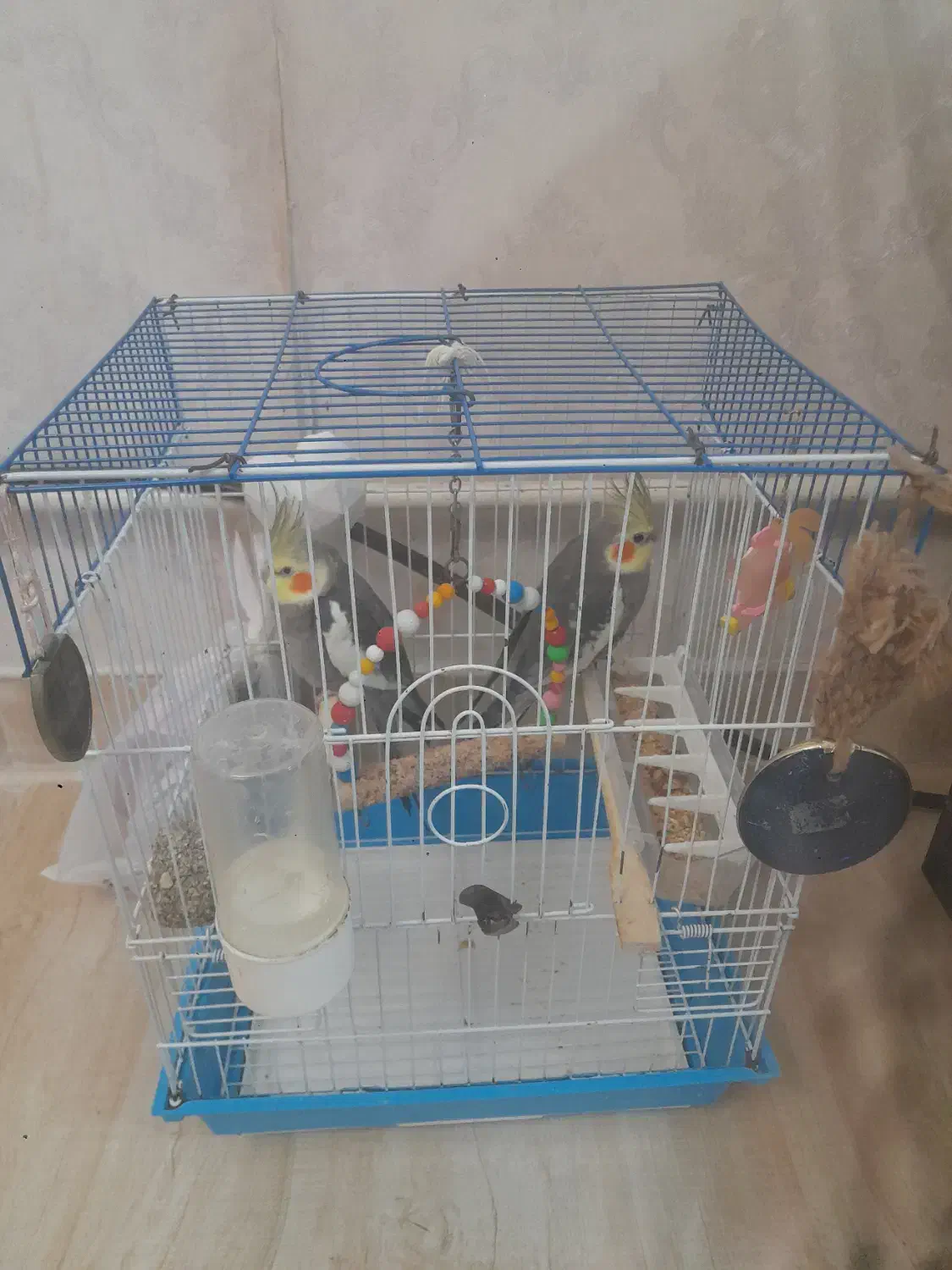 عروس هلندی|پرنده|آستارا, |دیوار