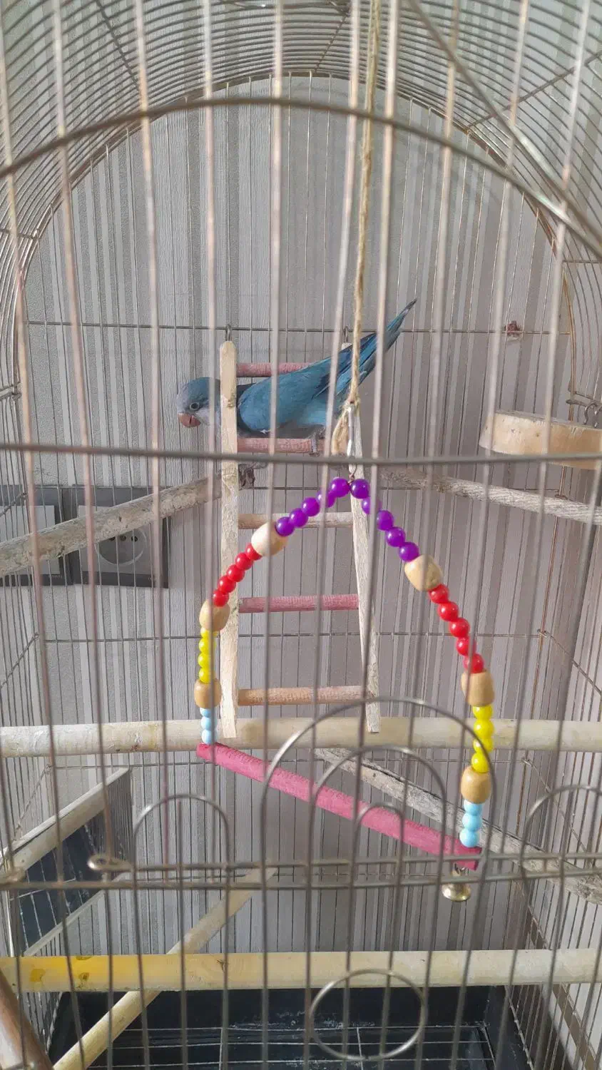 طوطی راهب|پرنده|کرج, محمد آباد|دیوار