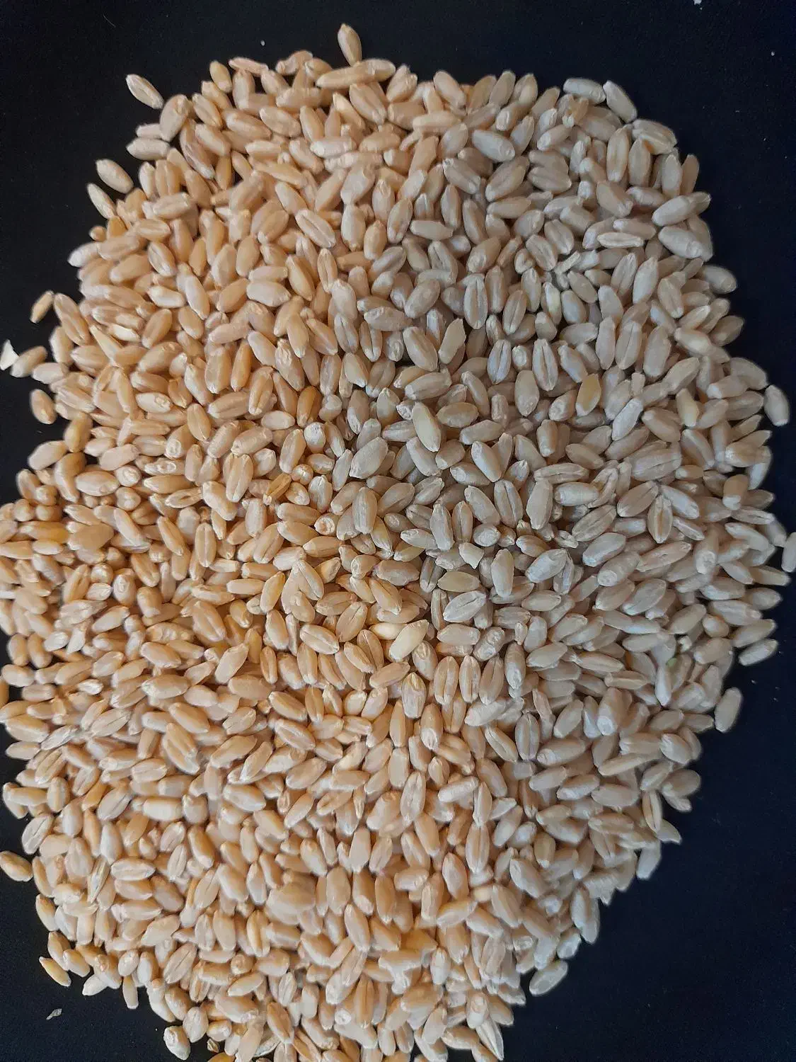 گندم آبی و دیم|خدمات باغبانی و درختکاری|بروجرد, |دیوار