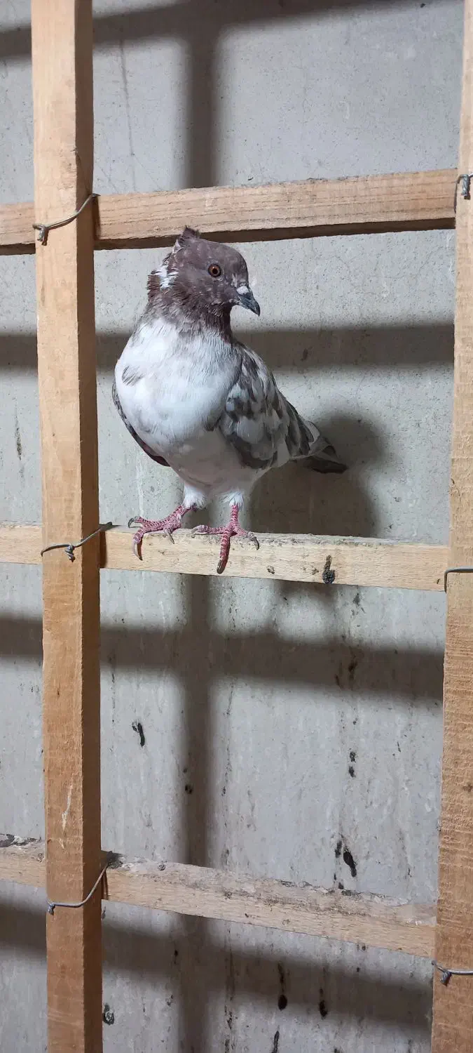 ۳ عدد گرفتنی|پرنده|قم, حنیف نژاد|دیوار