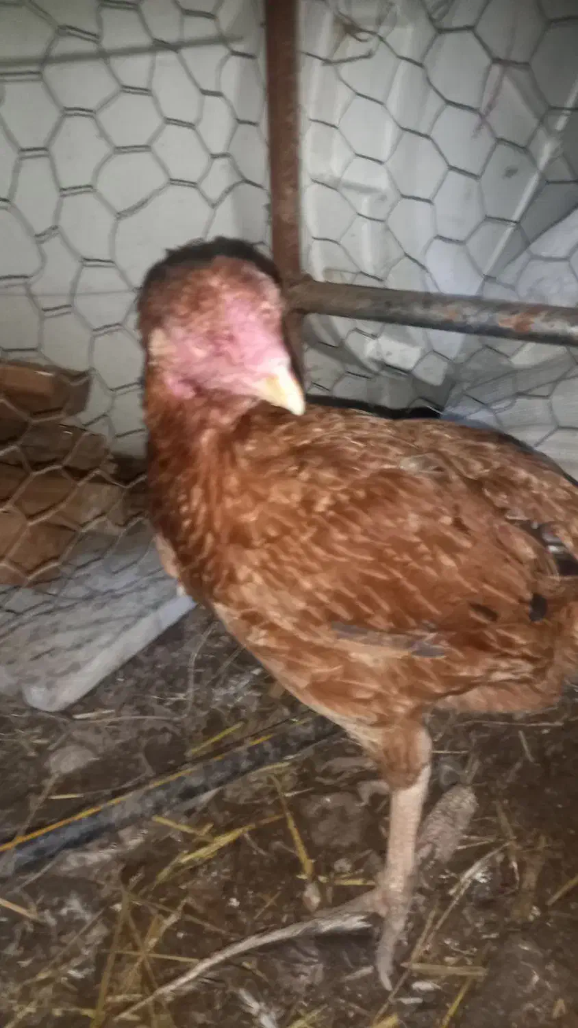 مرغ لاری|حیوانات مزرعه|خان ببین, |دیوار