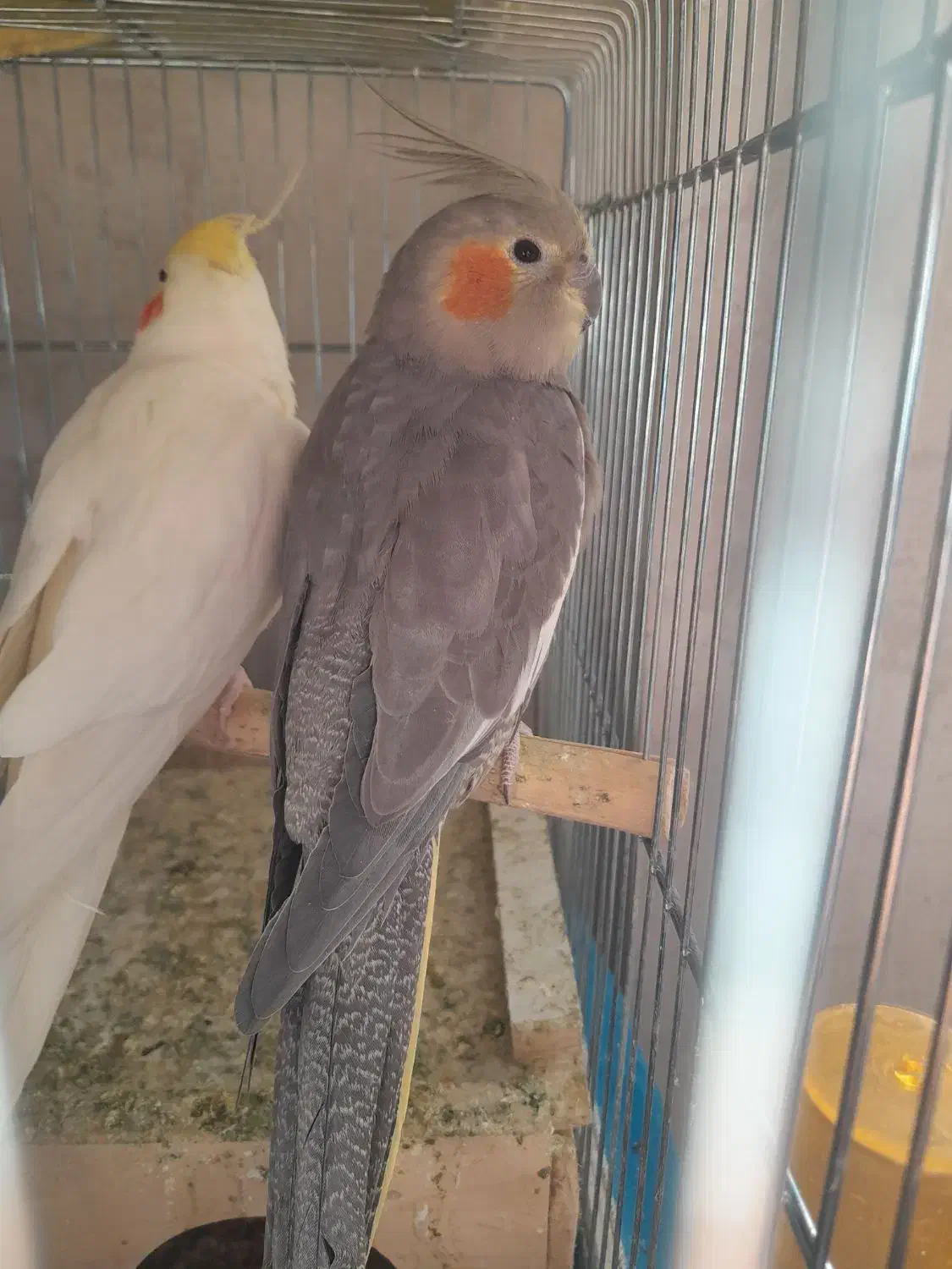 عروس هلندی با یک جوجه|پرنده|ابریشم, |دیوار