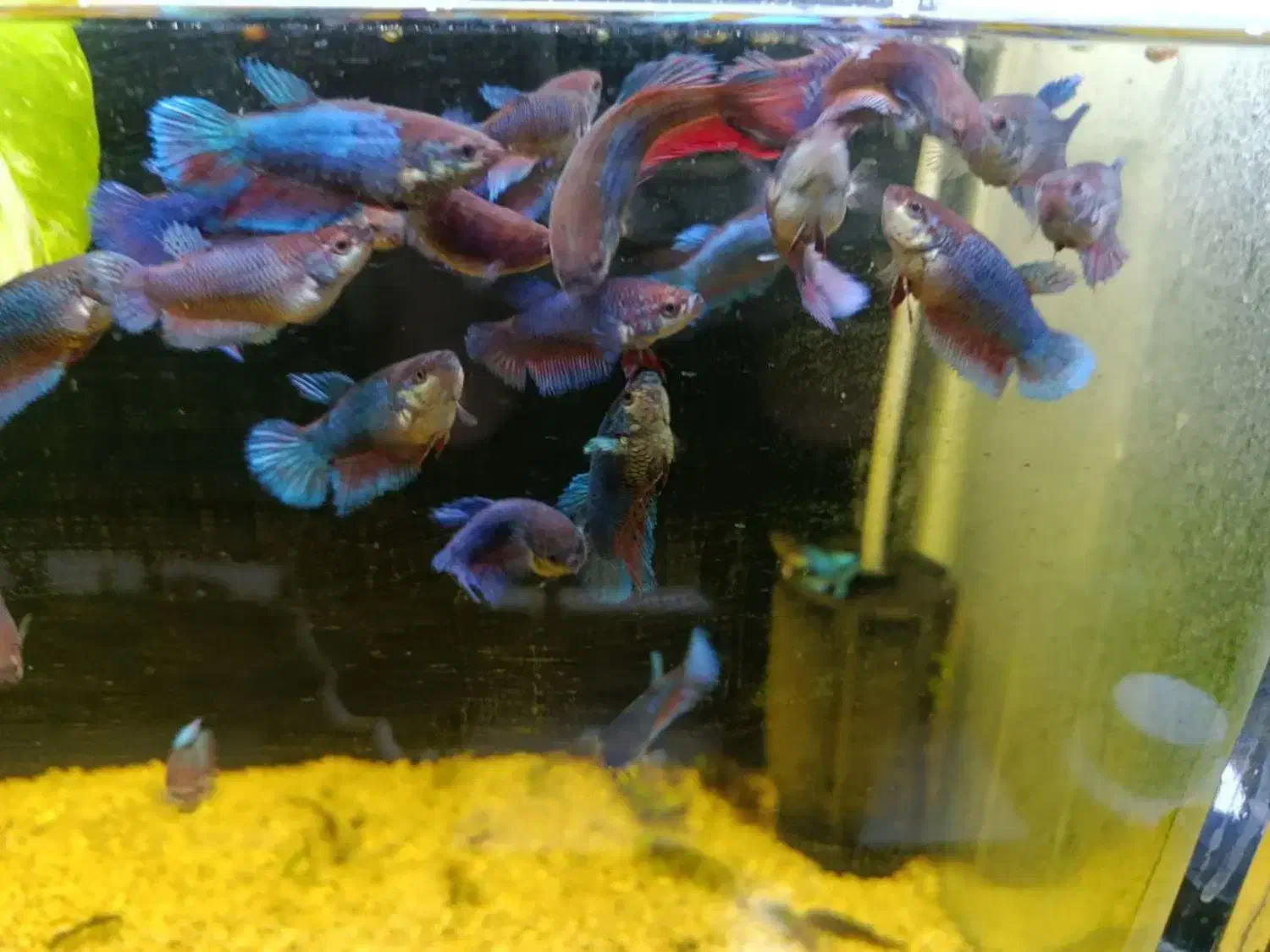 فایتر ماده|ماهی|بیرجند, |دیوار