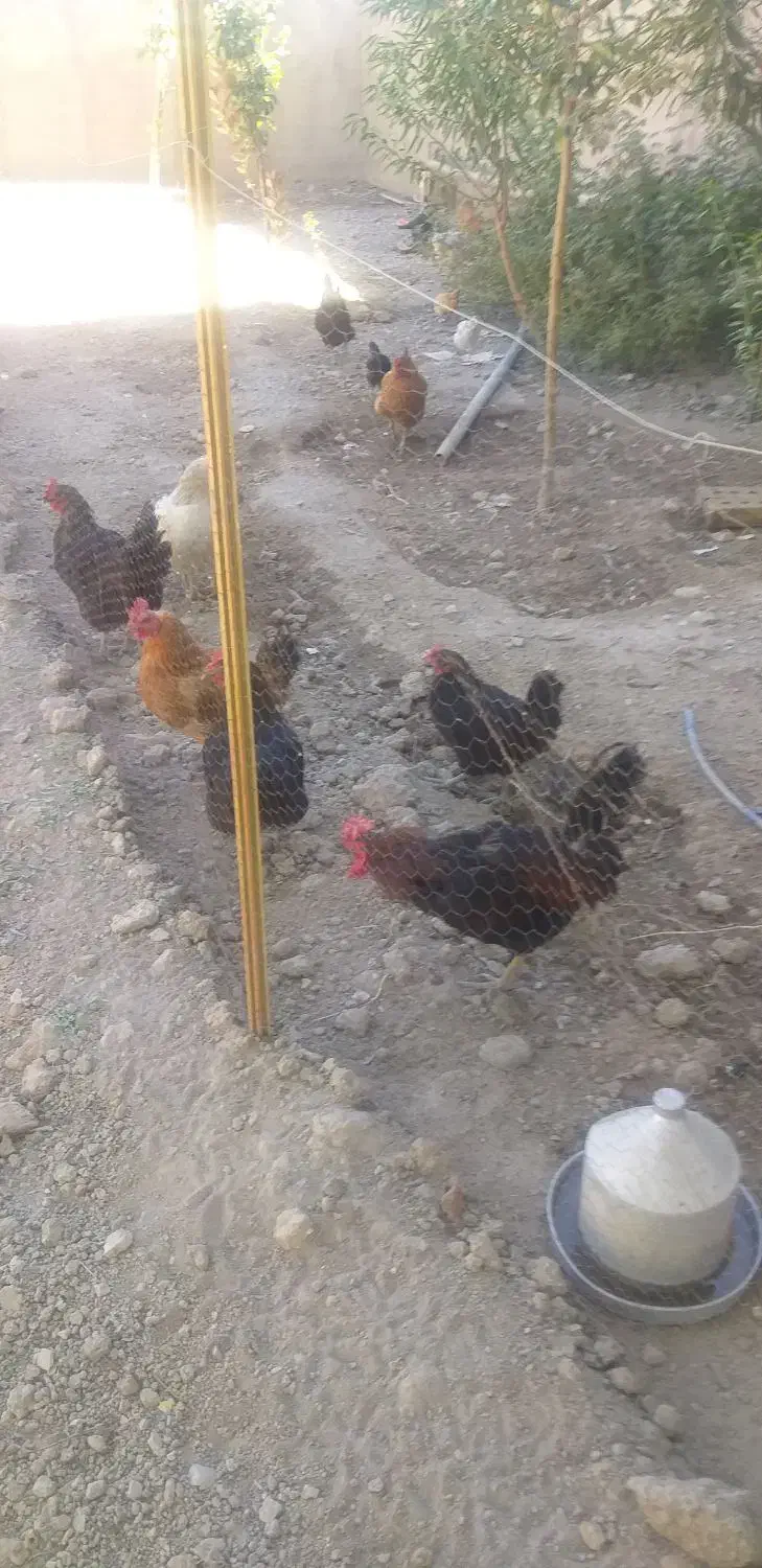 حیوانات مزرعه|حیوانات مزرعه|حلب, |دیوار