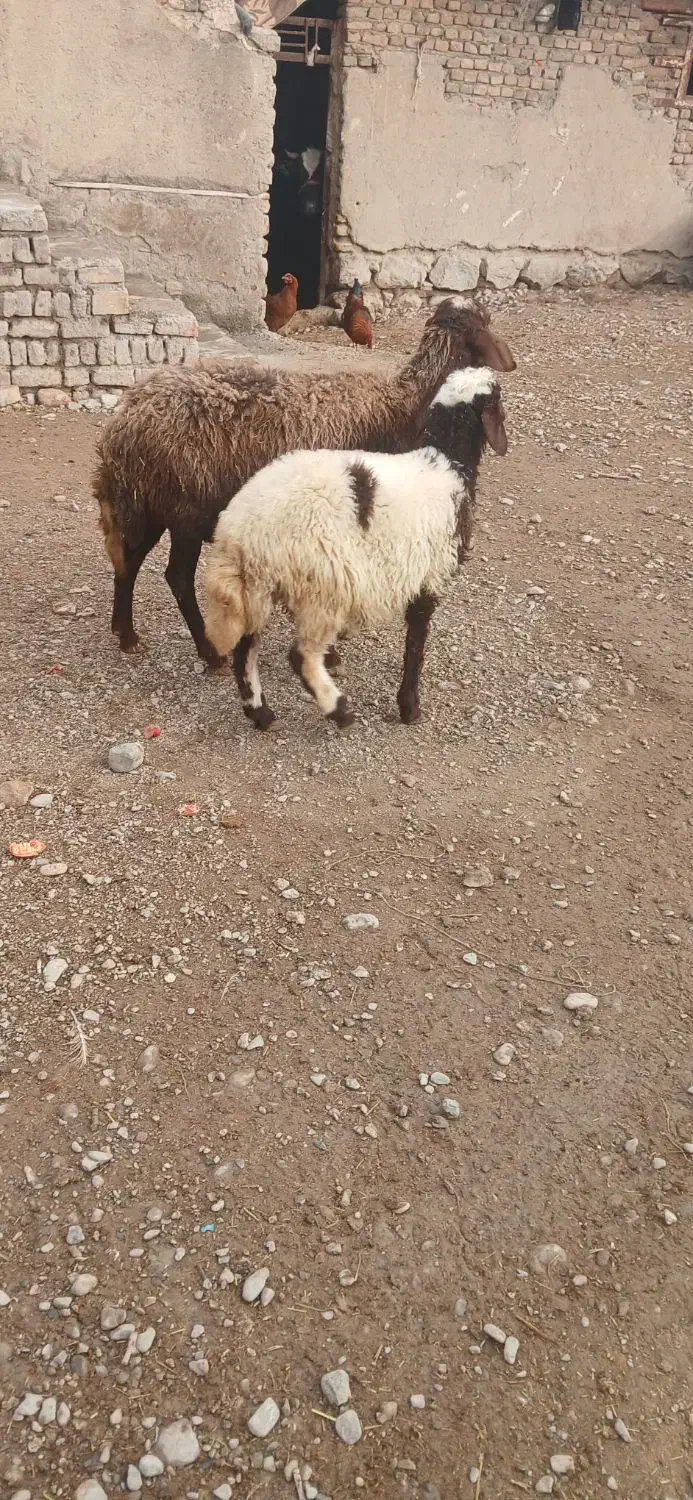 میش بره افشار جوان|حیوانات مزرعه|بروجرد, |دیوار