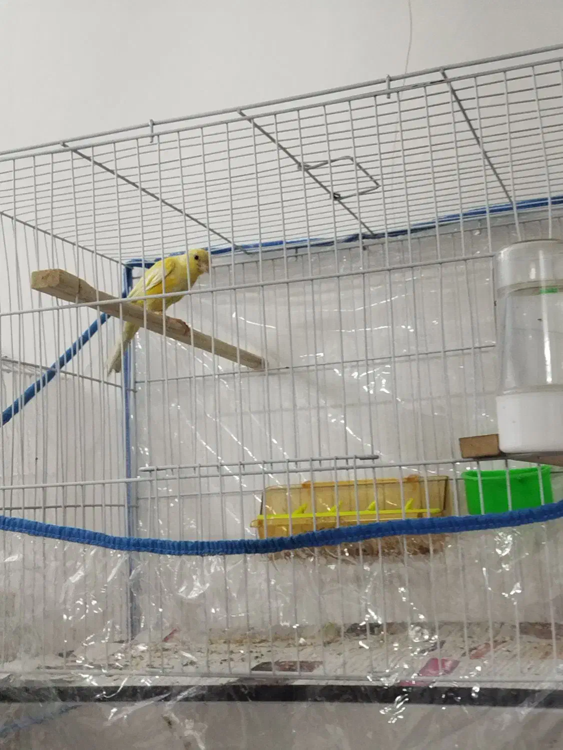 قناری لیمویی|پرنده|مشهد, ادیب نیشابوری (شهرک غرب)|دیوار