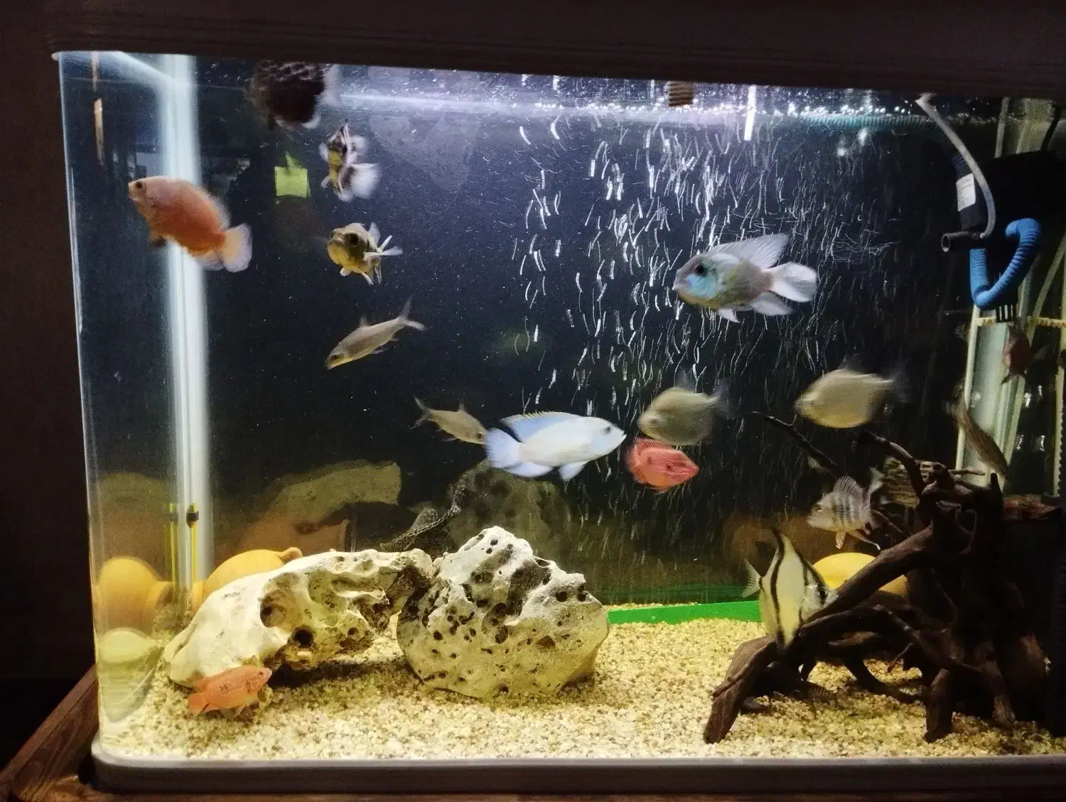 هفت عدد ماهی جهت معاوضه|ماهی|مهاجران, |دیوار