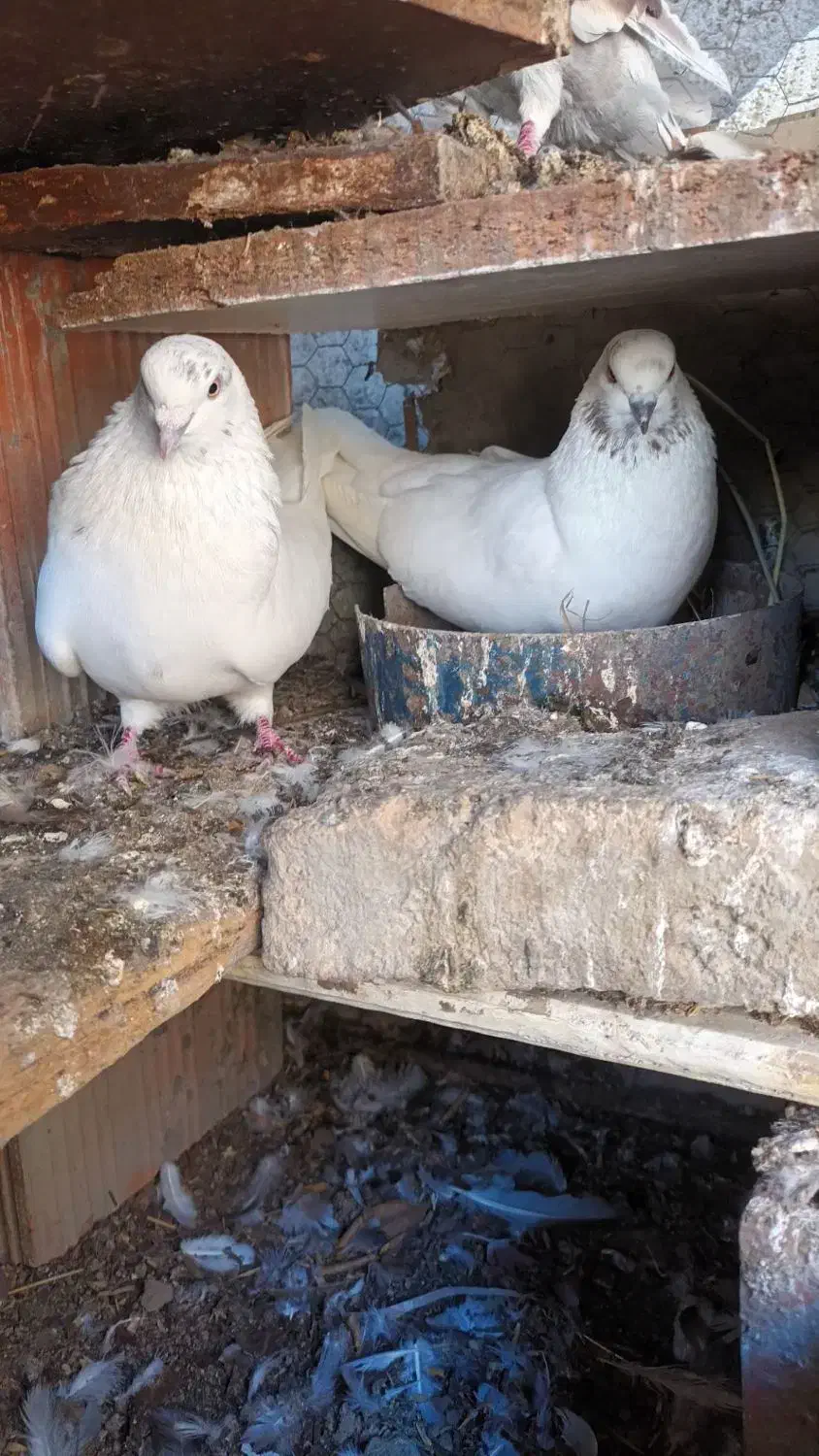 کبوتر تکپر اطراف گرگان|پرنده|سرخنکلاته, |دیوار