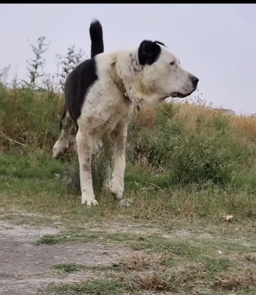 سگ الابای  برای کشش|سگ|مشهد, کوه سنگی|دیوار