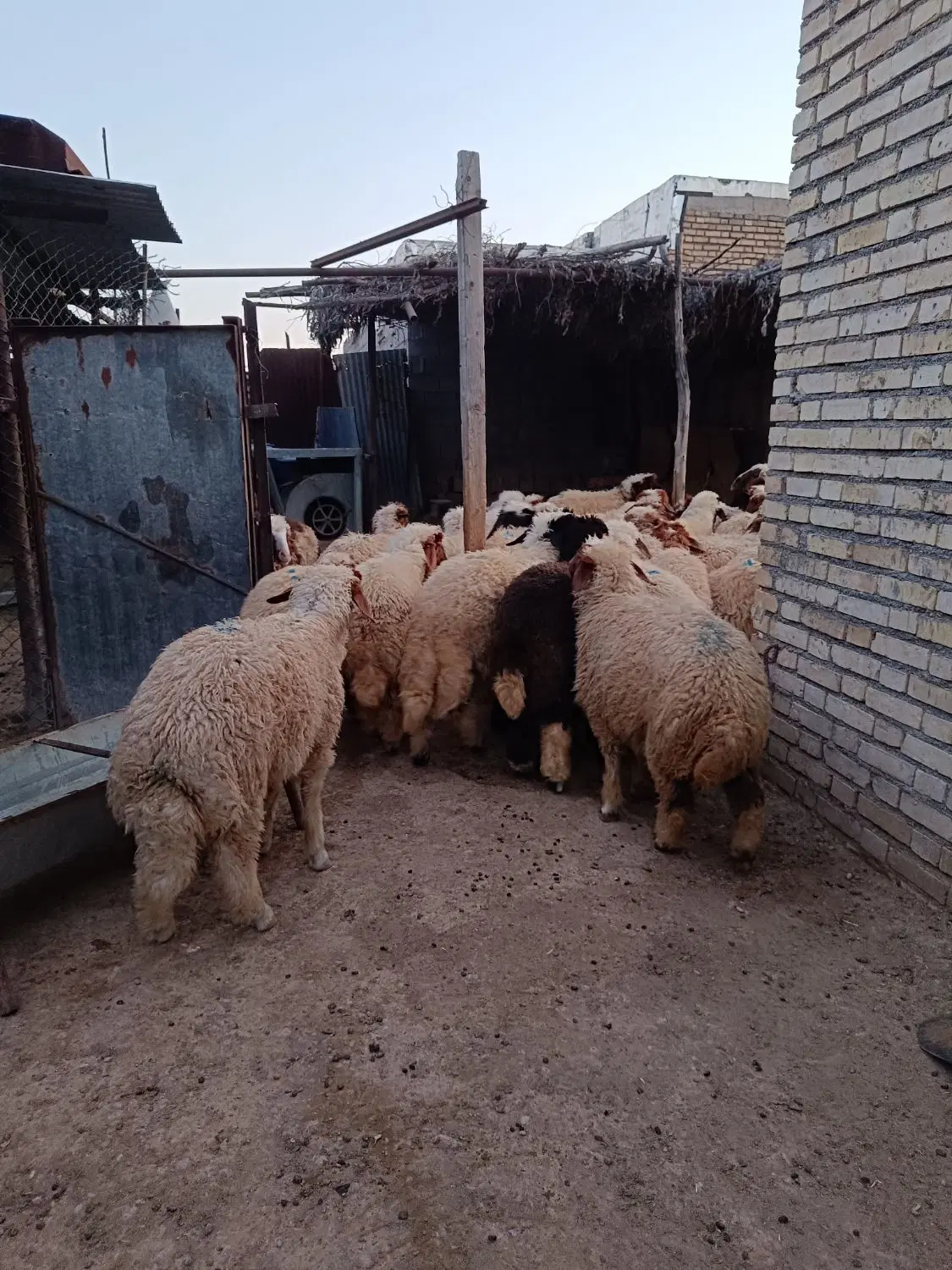 بره|حیوانات مزرعه|دشت عباس, |دیوار