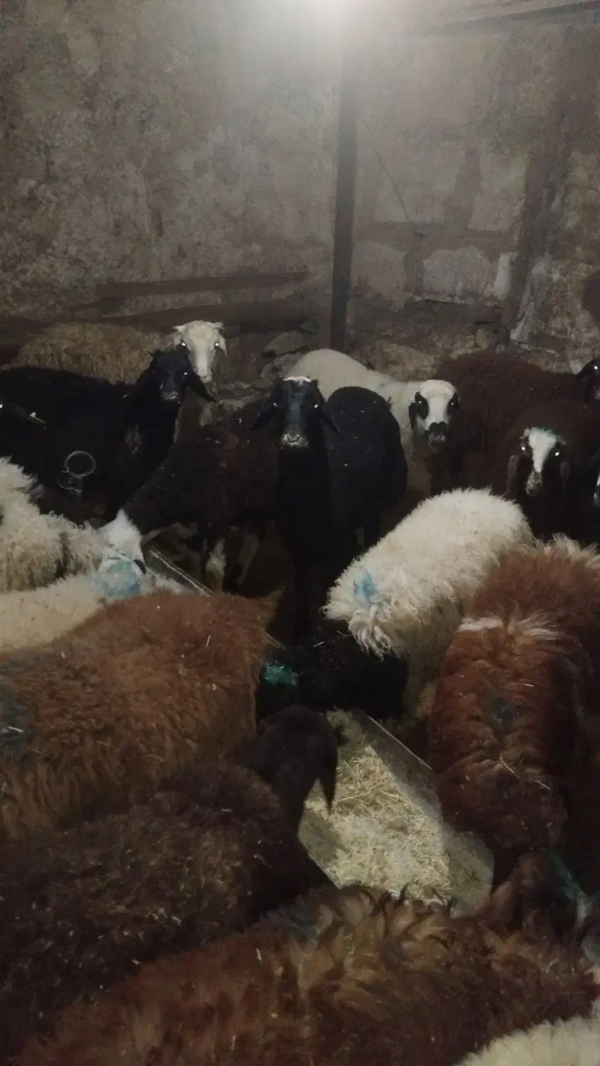 گوسفند زنده با قصاب شبانه روزی|حیوانات مزرعه|تهران, شهرک امید|دیوار