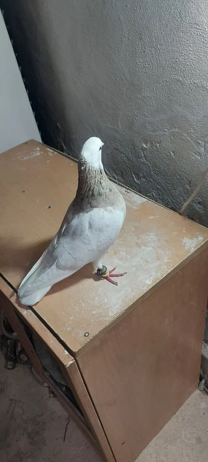 کفتر|پرنده|بردسکن, |دیوار