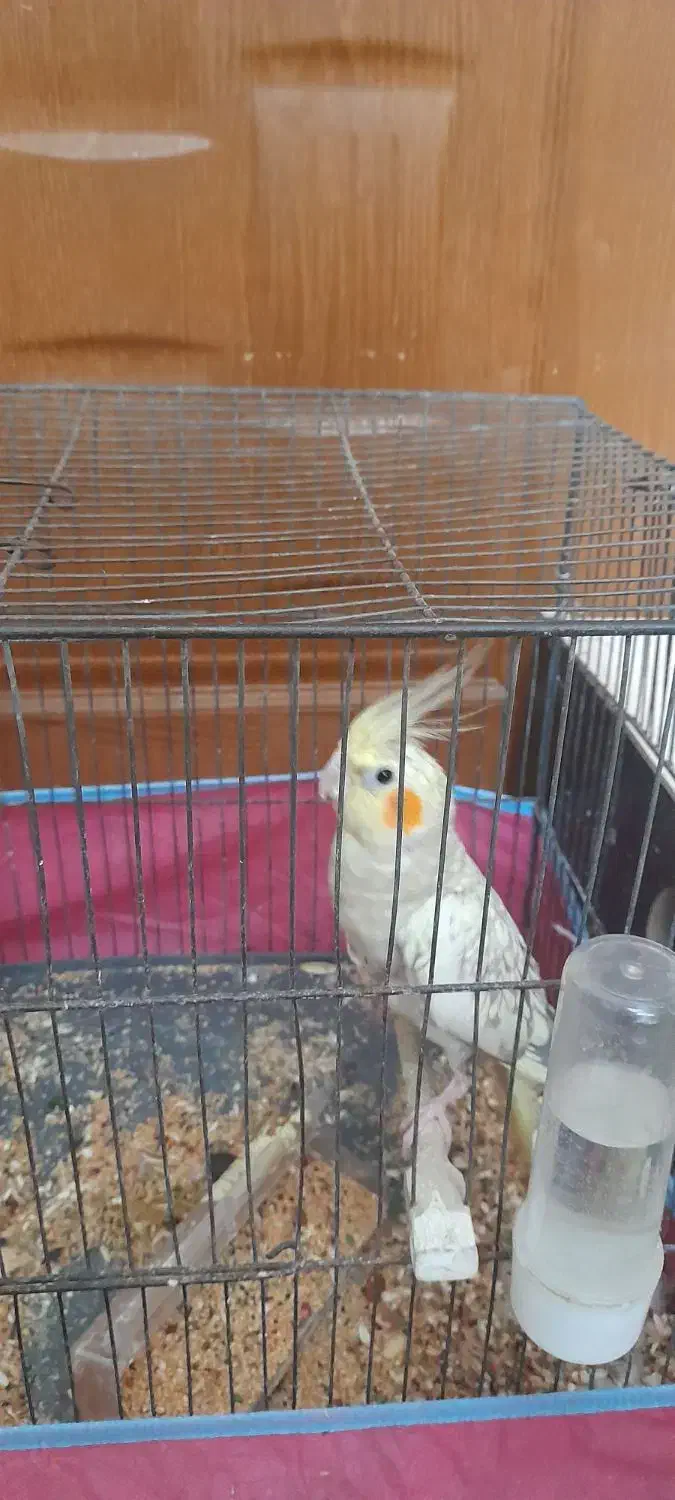 عروس|پرنده|قم, هفت تیر|دیوار