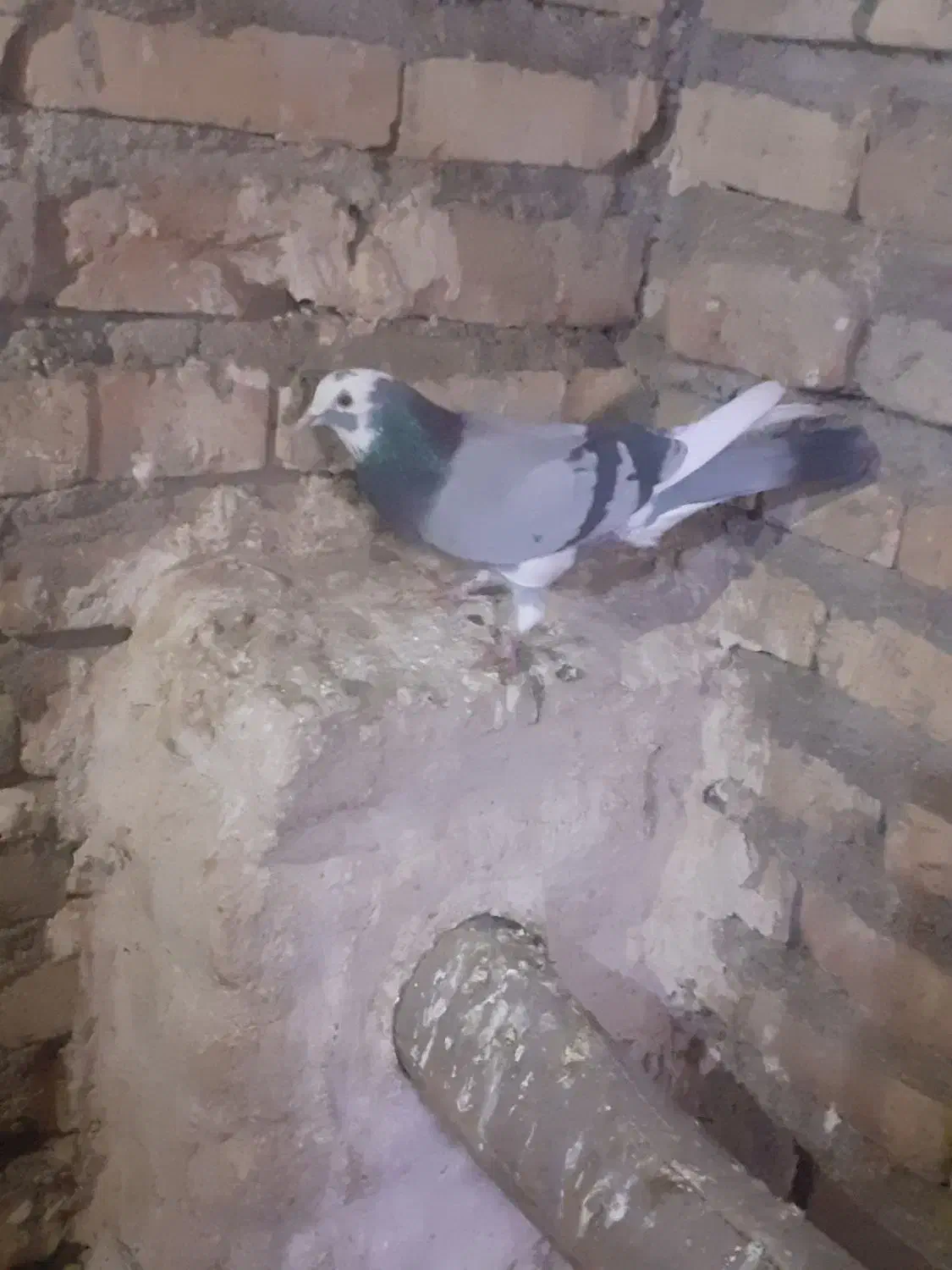 کبوتر|پرنده|خوی, |دیوار