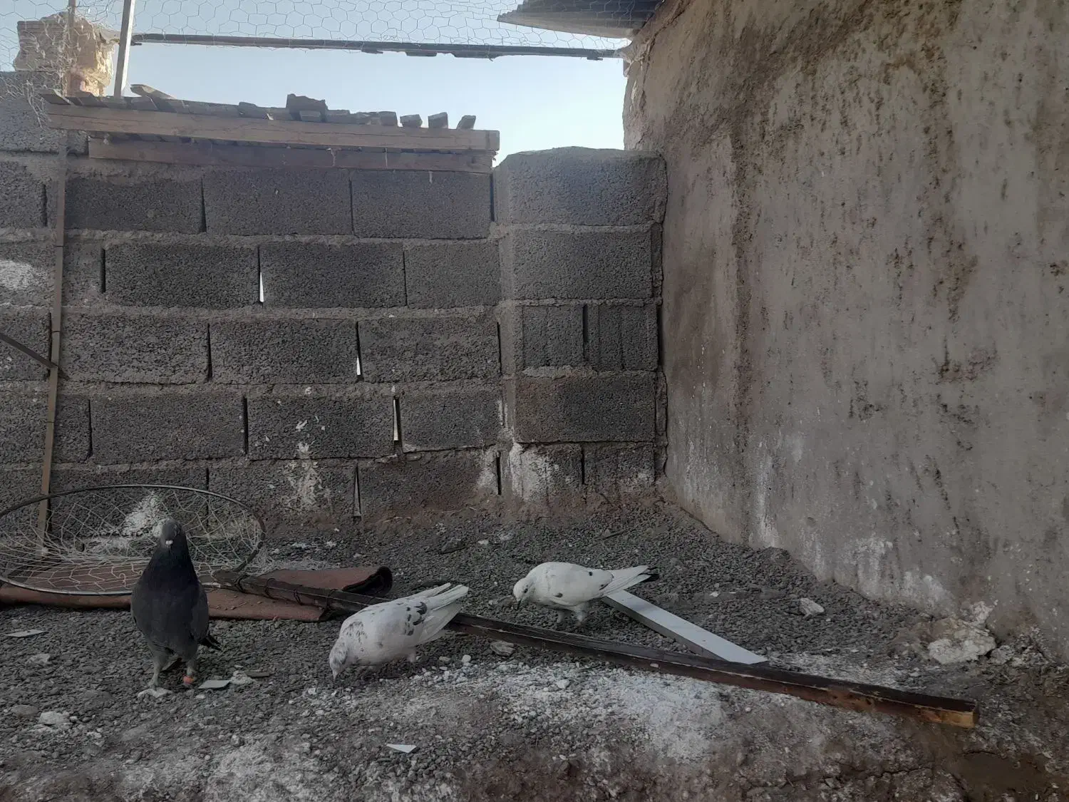 کبوتر خوب و سرحال|پرنده|بافت, |دیوار