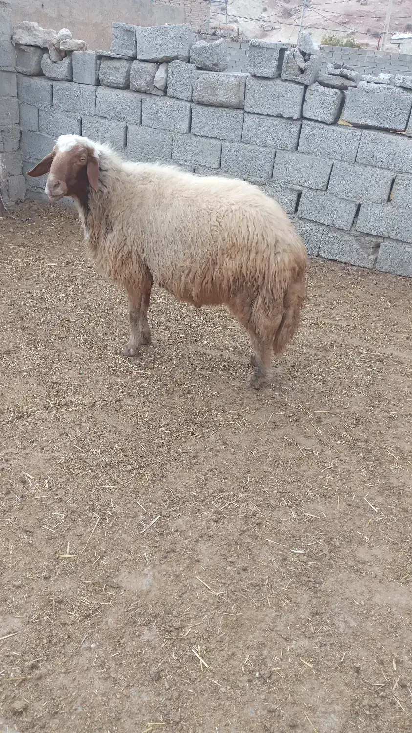 قوچ .ورن|حیوانات مزرعه|دره شهر, |دیوار