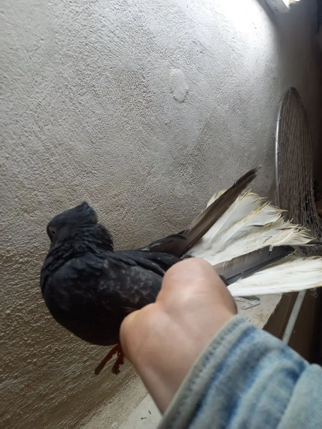 دم سفید ماده|پرنده|خرم‌آباد, |دیوار