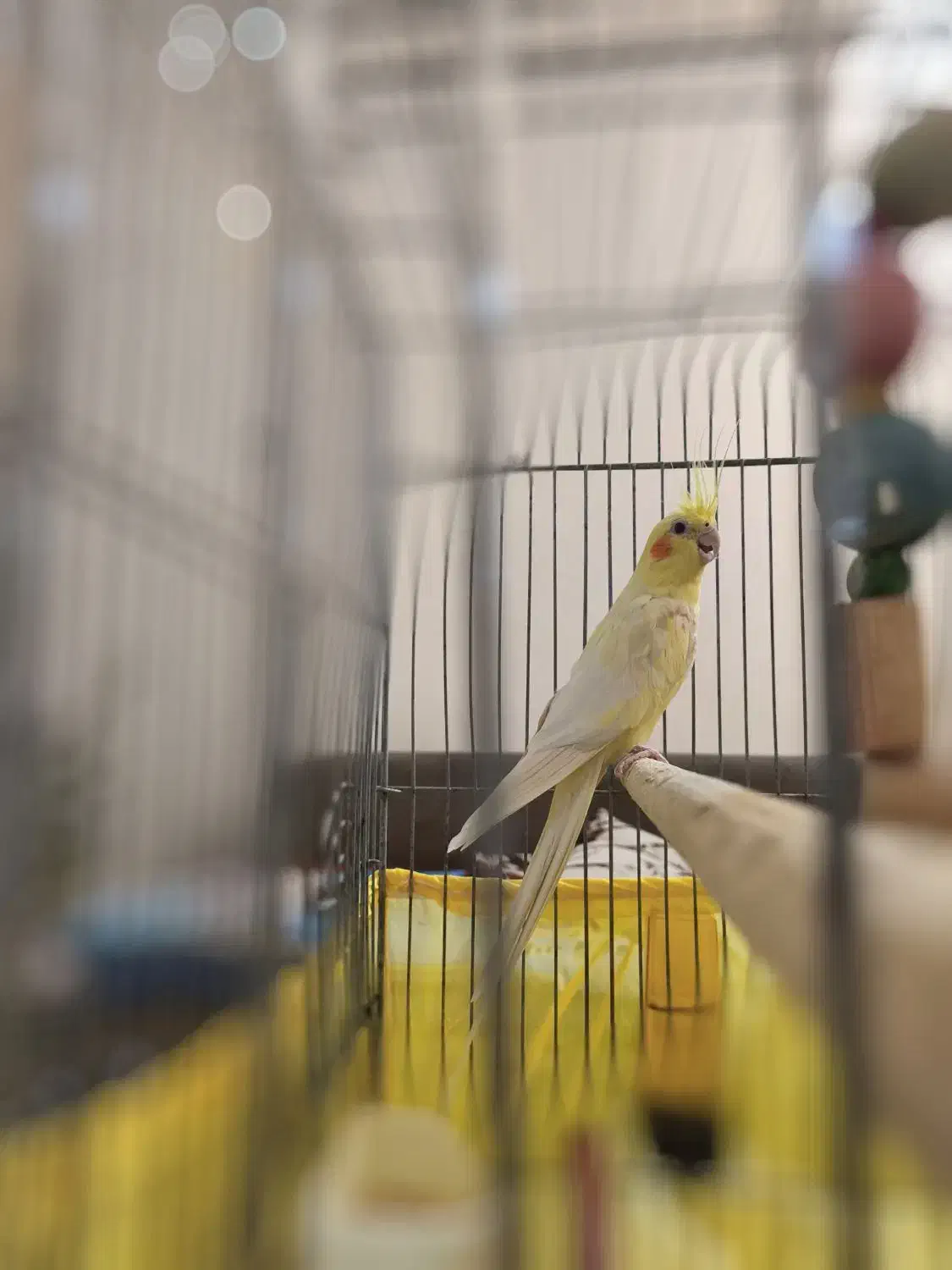 عروس هلندی نر 3 ساله معاوظه با سیامون نربالغ|پرنده|گرمسار, |دیوار