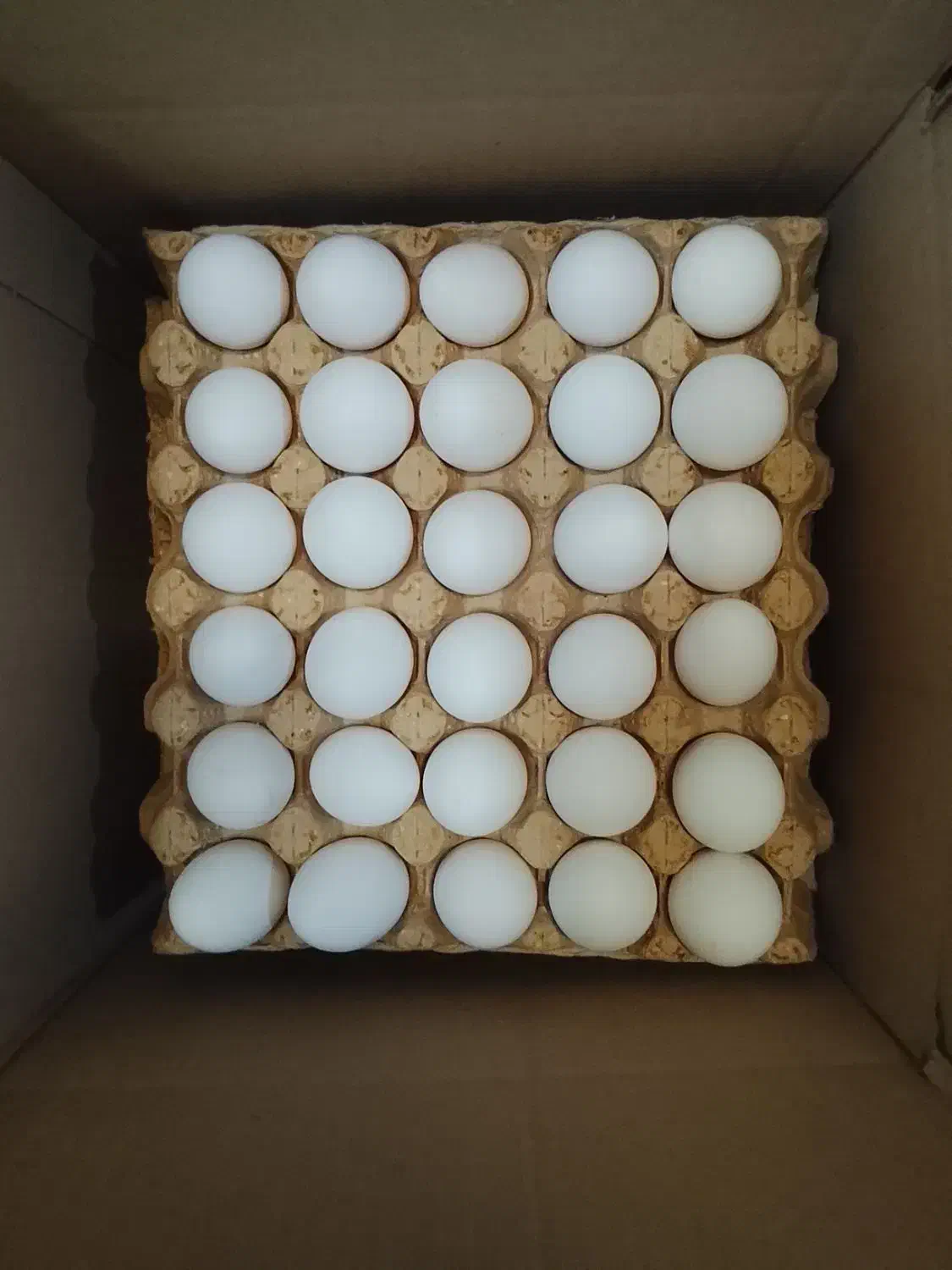 نیروی کار مرغداری|استخدام صنعتی، فنی، مهندسی|قنوات, |دیوار