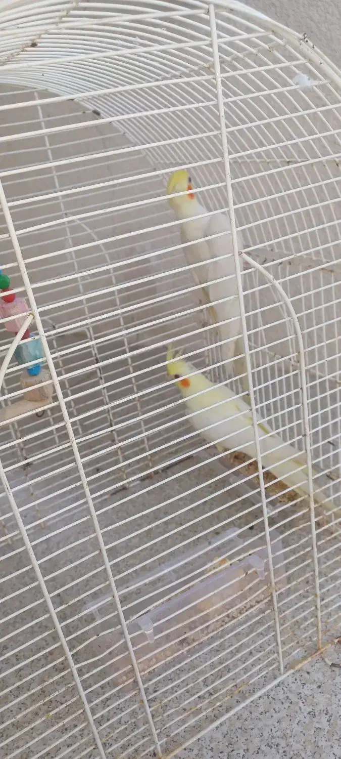 طوطی عروس ماده|پرنده|رشت, آب و برق|دیوار