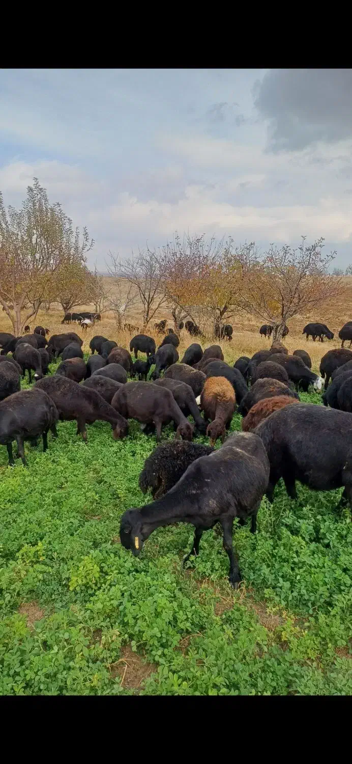 چروندن گوسفند|استخدام سرایداری و نظافت|زنجان, |دیوار