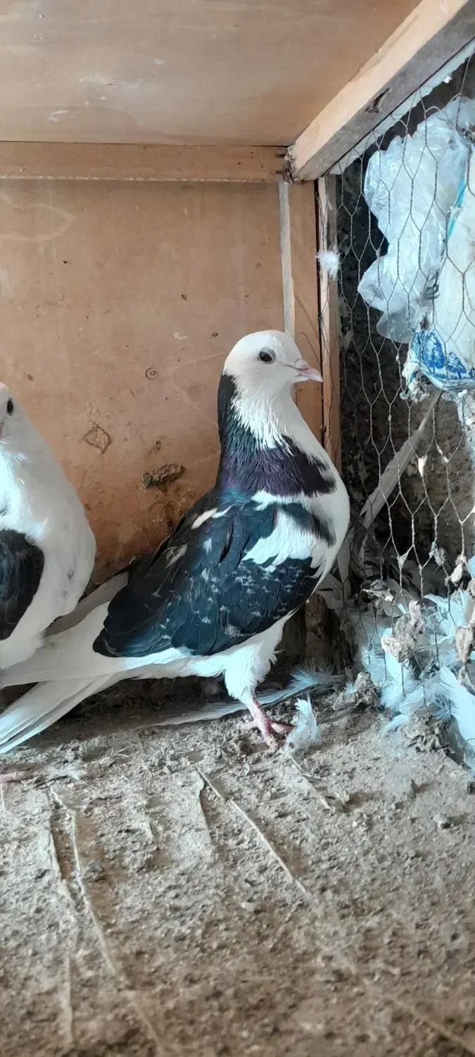 حدود ۳۵ عدد کفتر|پرنده|قرچک, مهدیه|دیوار