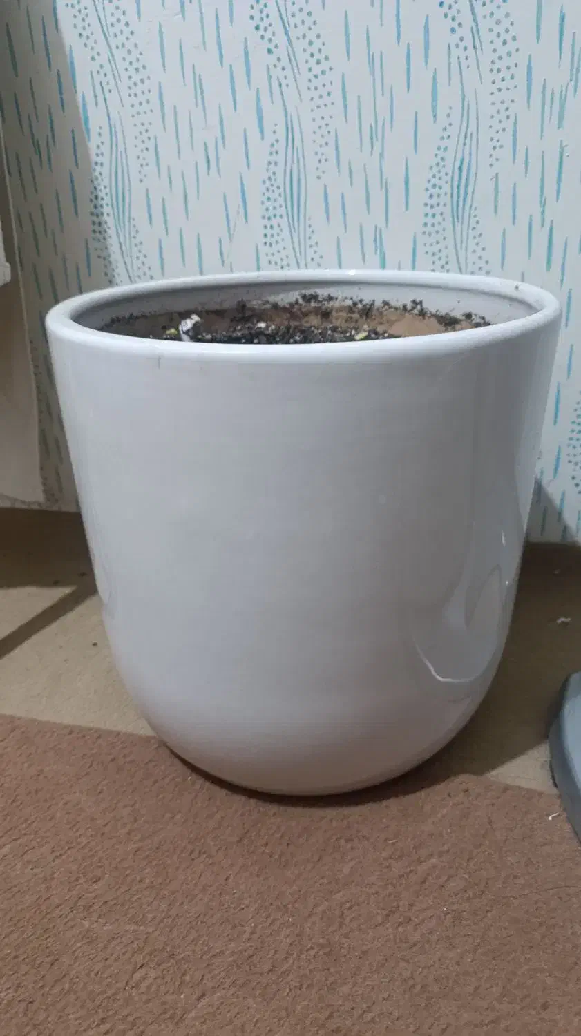 گلدان بزرگ سرامیکی|گل و گیاه طبیعی|مشهد, چهارچشمه|دیوار