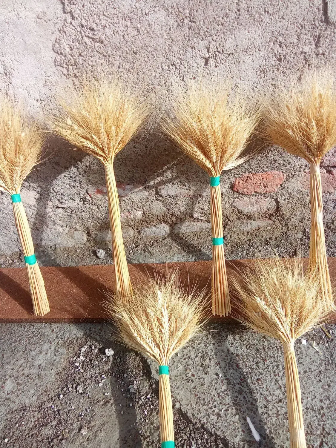 گل گندم|گل و گیاه طبیعی|رشت, چله خانه|دیوار